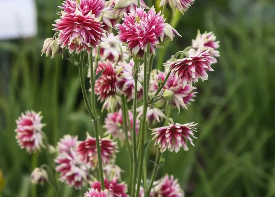 Langspornige Garten-Akelei 'Nora Barlow'