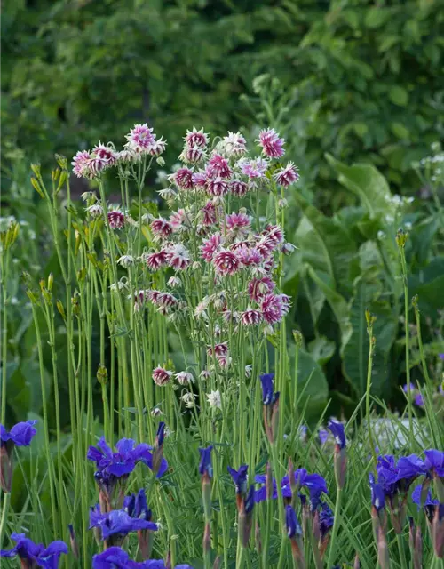 Langspornige Garten-Akelei 'Nora Barlow'