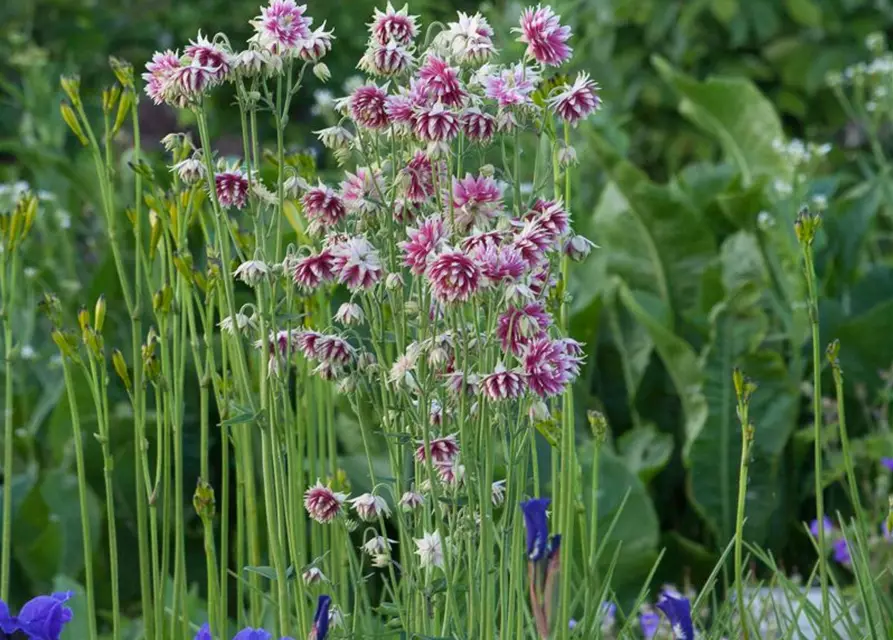 Langspornige Garten-Akelei 'Nora Barlow'