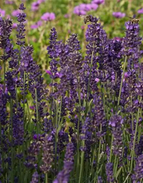 Lavandula angustifolia 'Essence Purple'