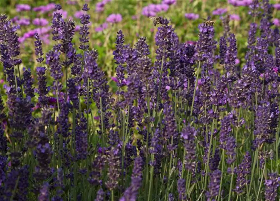 Lavandula angustifolia 'Essence Purple'