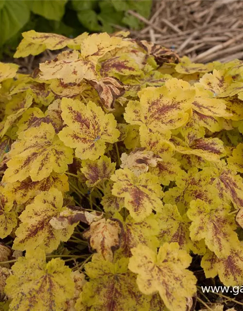 Heucherella(x) tiarell.'Solar Power' -R-