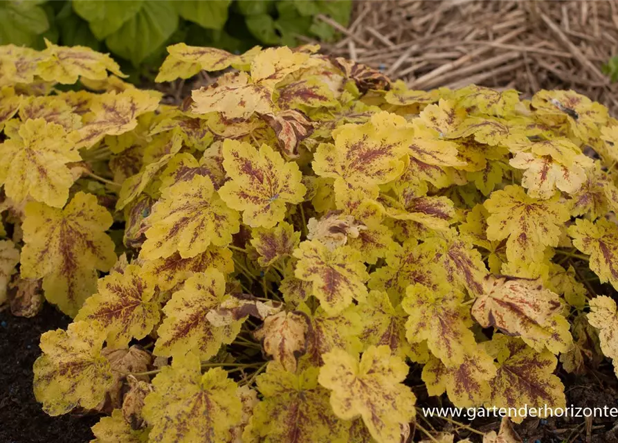 Heucherella(x) tiarell.'Solar Power' -R-