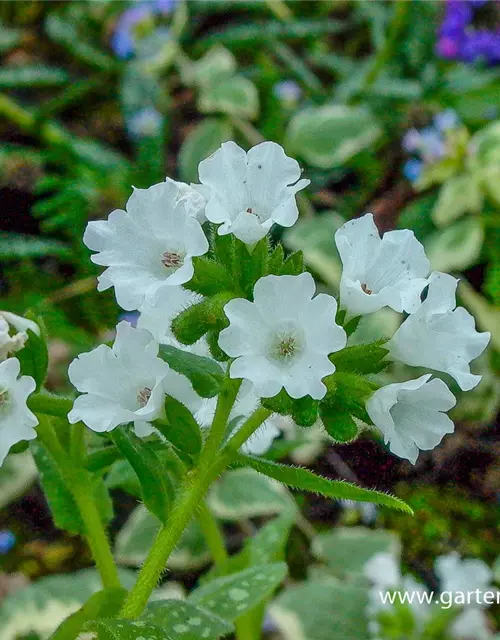 Kleingeflecktes Garten-Lungenkraut 'Sissinghurst White'