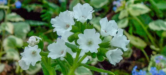 Kleingeflecktes Garten-Lungenkraut 'Sissinghurst White'