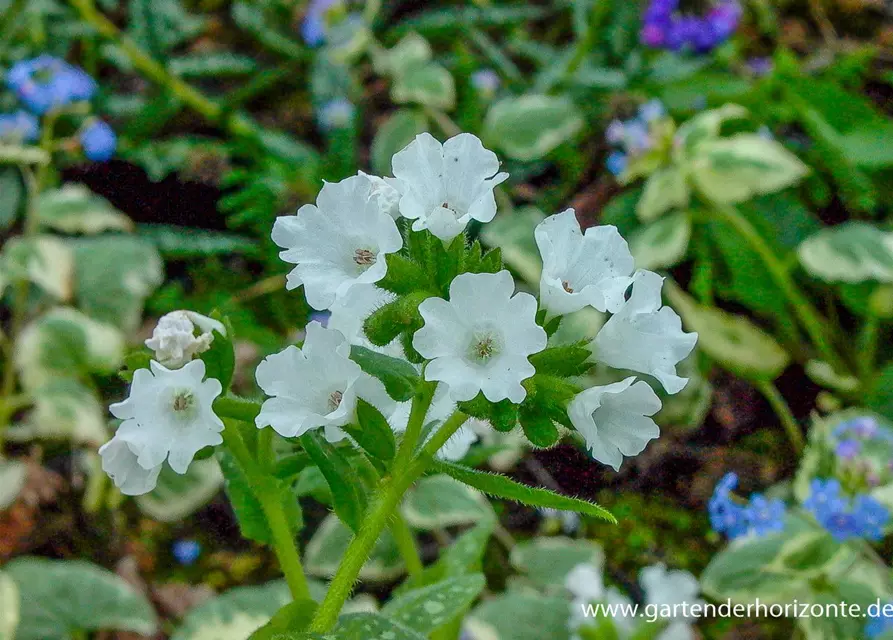 Kleingeflecktes Garten-Lungenkraut 'Sissinghurst White'