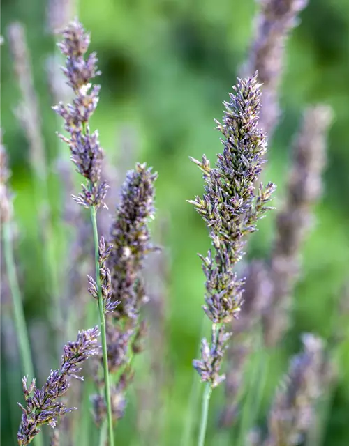 Kleines Garten-Pfeifengras 'Moorhexe'