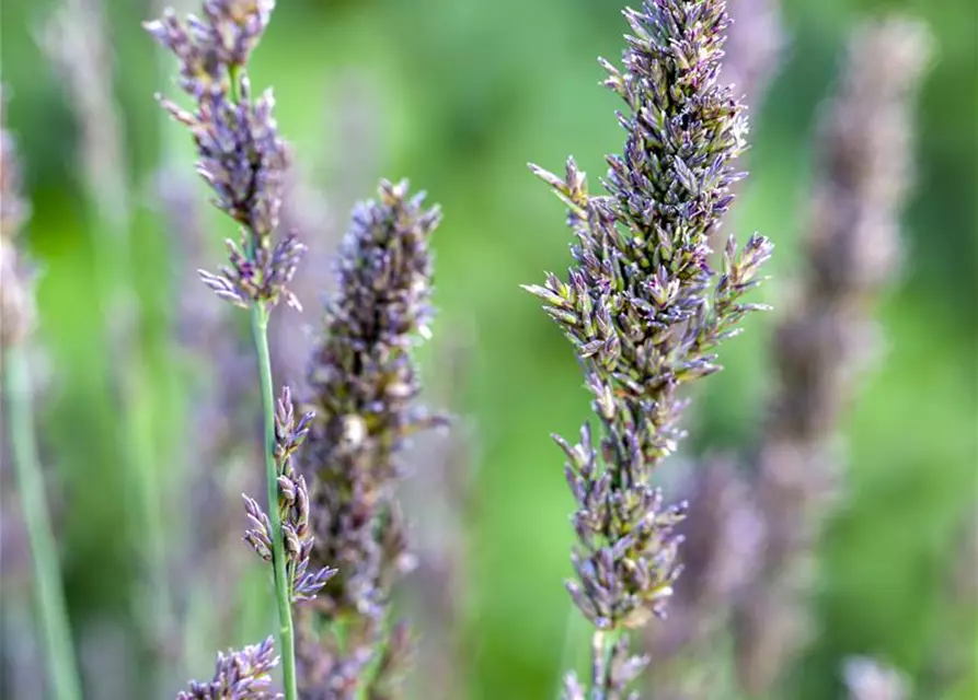 Kleines Garten-Pfeifengras 'Moorhexe'