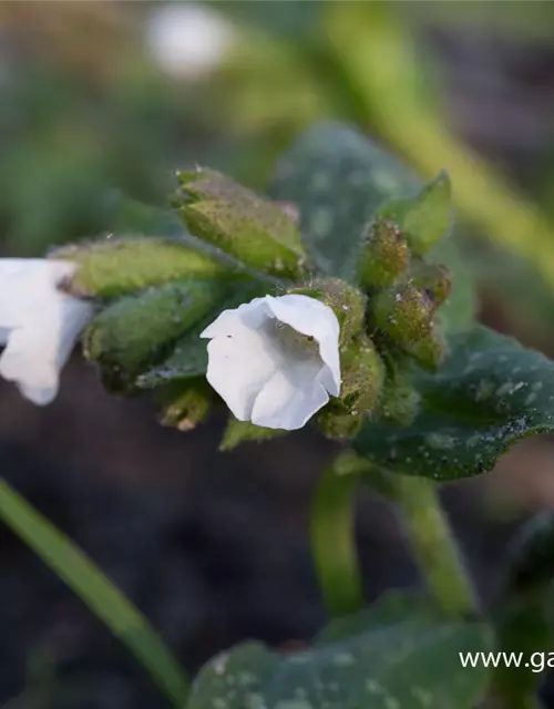 Kleingeflecktes Garten-Lungenkraut 'Sissinghurst White'