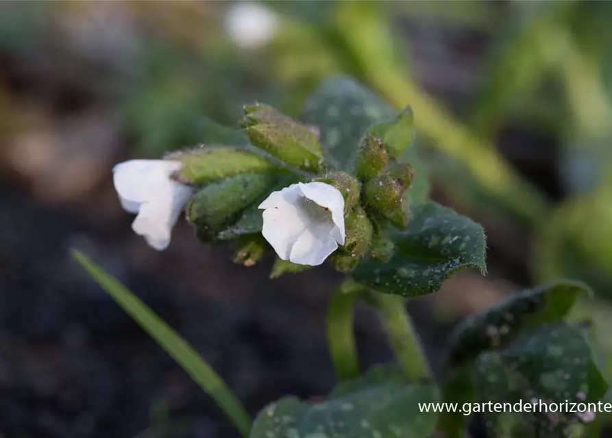 Kleingeflecktes Garten-Lungenkraut 'Sissinghurst White'