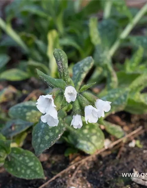 Kleingeflecktes Garten-Lungenkraut 'Sissinghurst White'