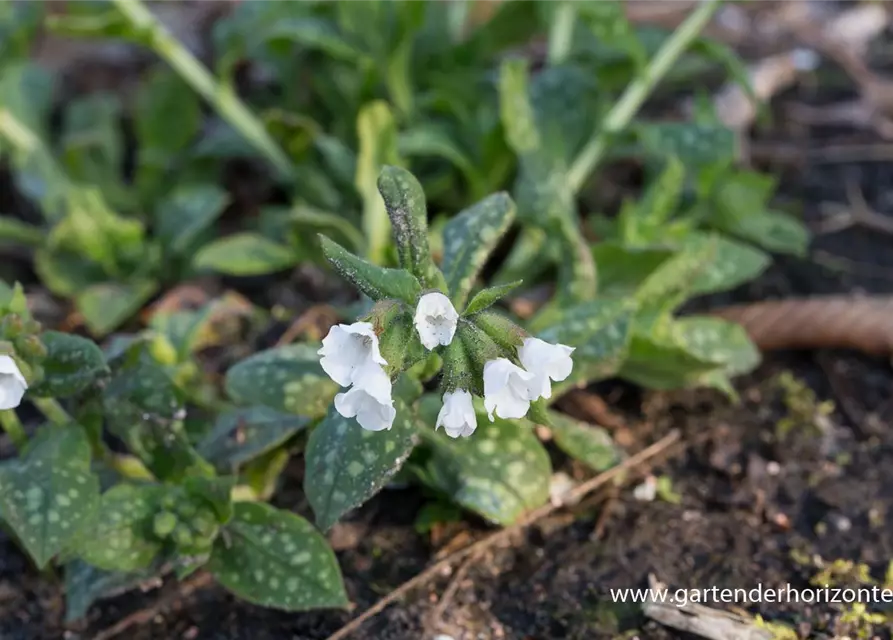 Kleingeflecktes Garten-Lungenkraut 'Sissinghurst White'