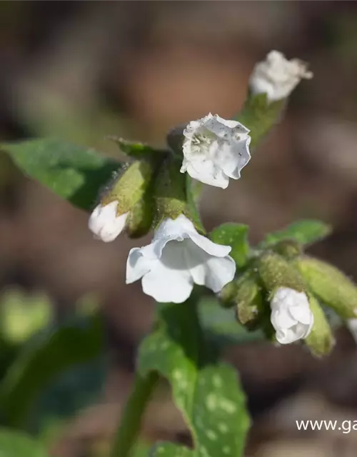 Kleingeflecktes Garten-Lungenkraut 'Sissinghurst White'