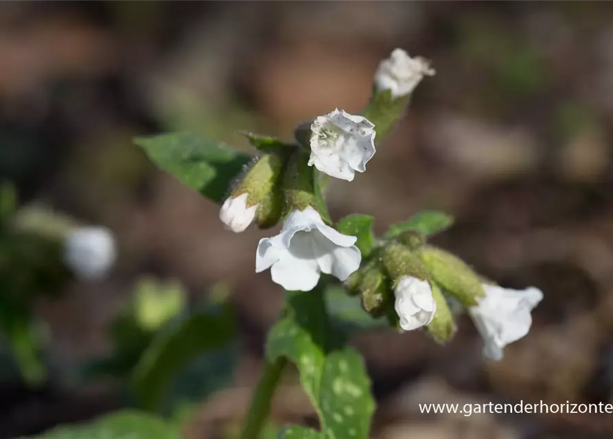 Kleingeflecktes Garten-Lungenkraut 'Sissinghurst White'