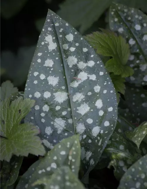 Kleingeflecktes Garten-Lungenkraut 'Sissinghurst White'