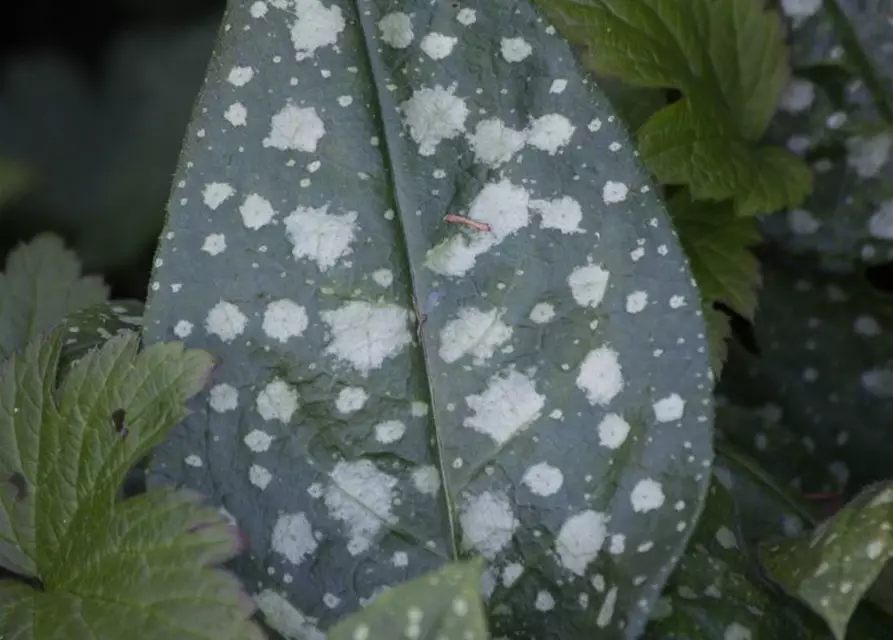 Kleingeflecktes Garten-Lungenkraut 'Sissinghurst White'