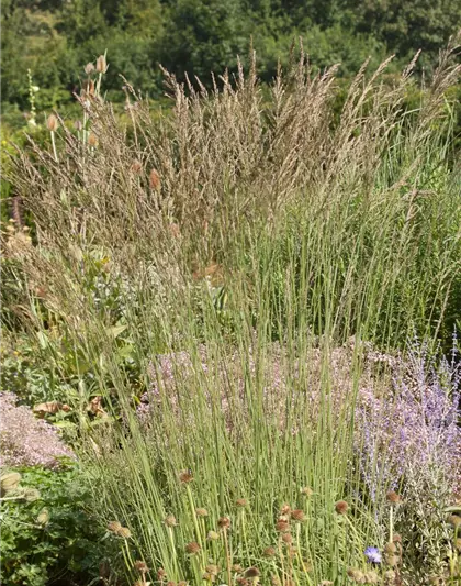 Kleines Garten-Pfeifengras 'Dauerstrahl'