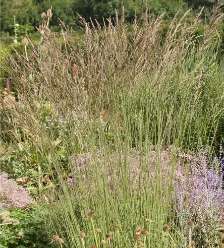 Kleines Garten-Pfeifengras 'Dauerstrahl'