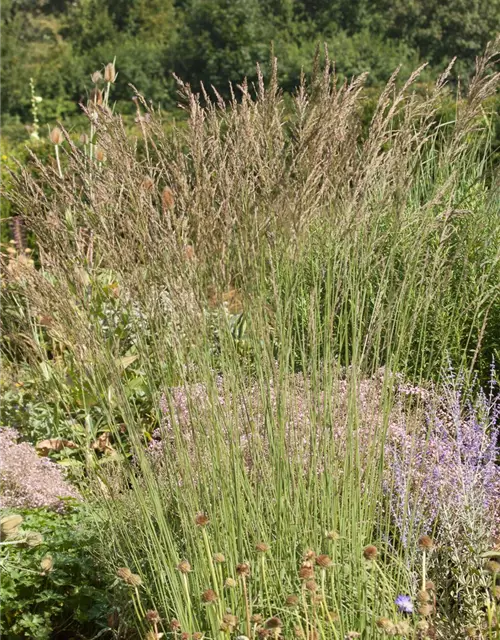 Kleines Garten-Pfeifengras 'Dauerstrahl'