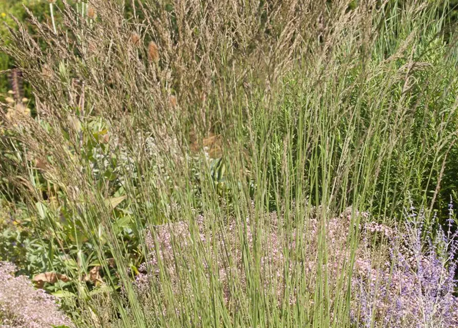 Kleines Garten-Pfeifengras 'Dauerstrahl'