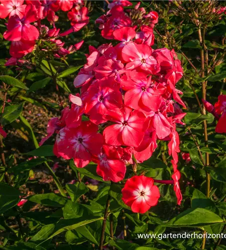 Hohe Flammenblume