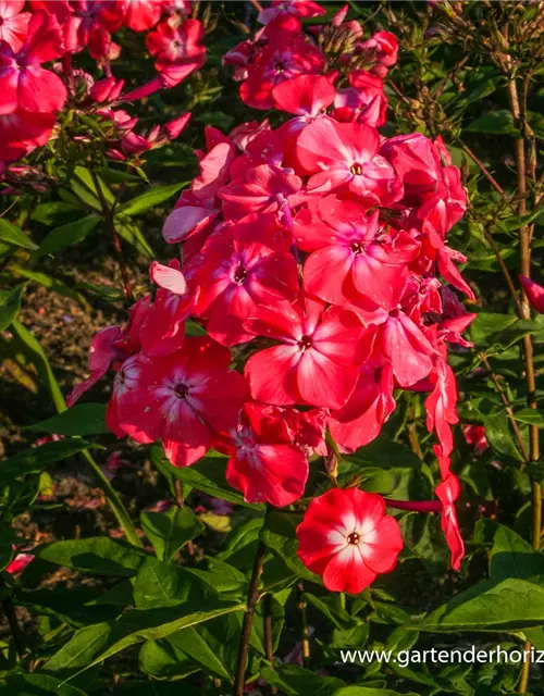 Hohe Flammenblume