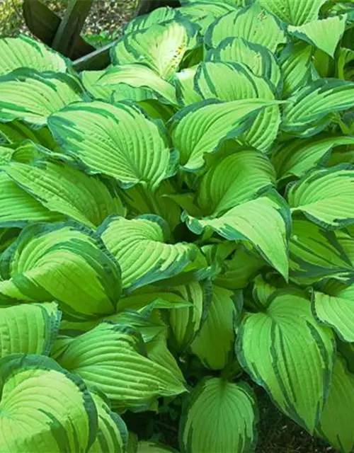 Hosta x fortunei 'Aurea'