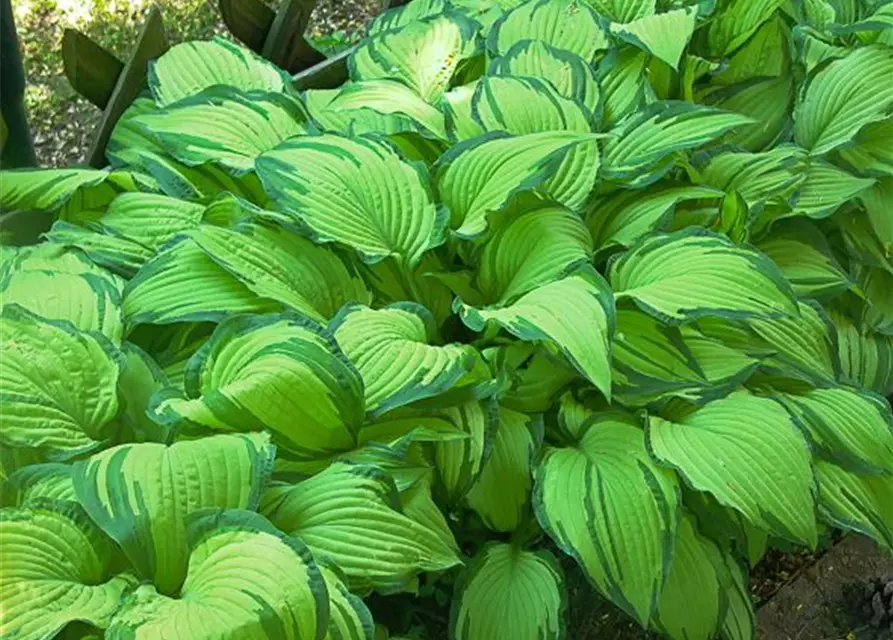 Hosta x fortunei 'Aurea'