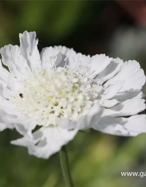 Große Garten-Skabiose 'Perfecta Alba'