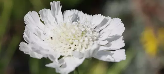 Große Garten-Skabiose 'Perfecta Alba'