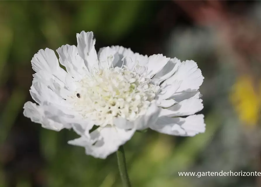 Große Garten-Skabiose 'Perfecta Alba'