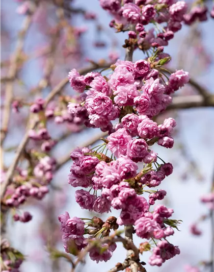 Hängende Nelkenkirsche 'Kiku-shidare-zakura'