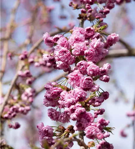 Hängende Nelkenkirsche 'Kiku-shidare-zakura'