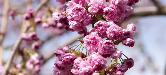 Hängende Nelkenkirsche 'Kiku-shidare-zakura'