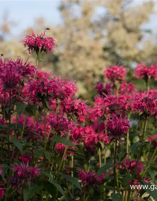 Monarda didyma 'Balance'