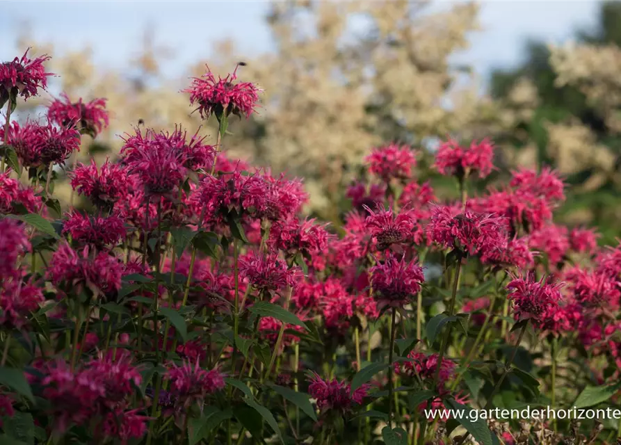 Monarda didyma 'Balance'