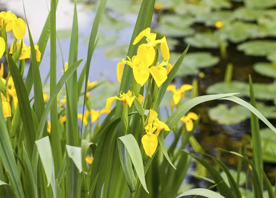 Iris laevigata