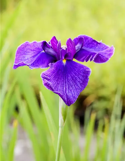 Iris laevigata