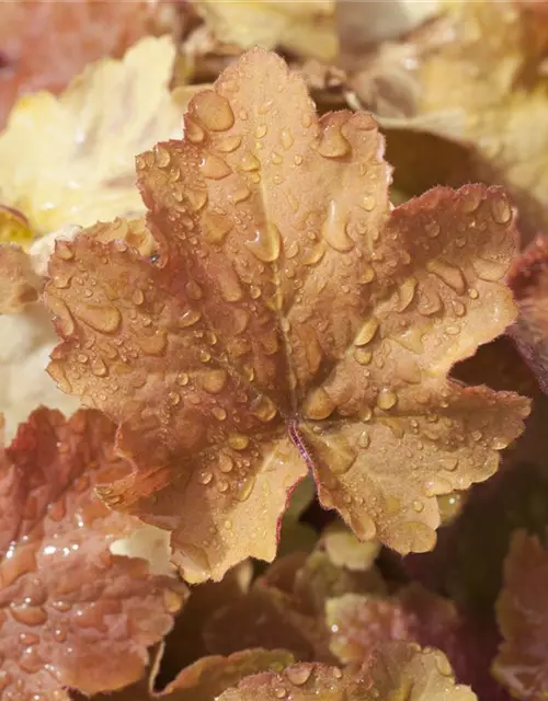 Heuchera villosa 'Caramel' -R-