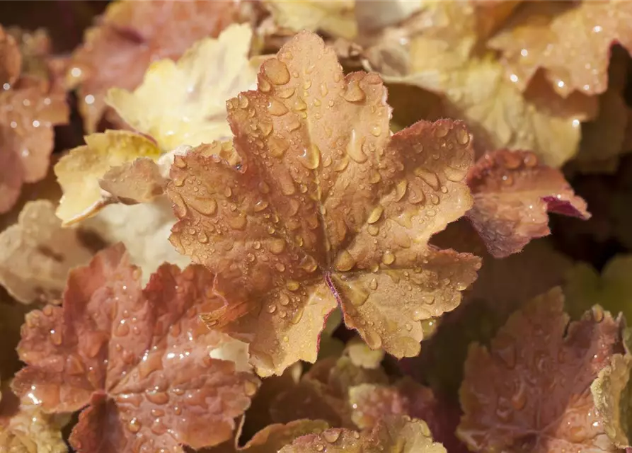 Heuchera villosa 'Caramel' -R-