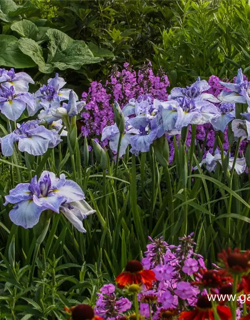 Iris ensata (kaempferi)