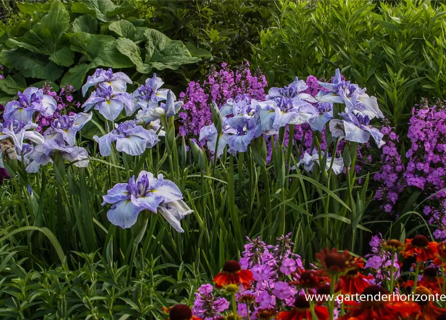 Iris ensata (kaempferi)