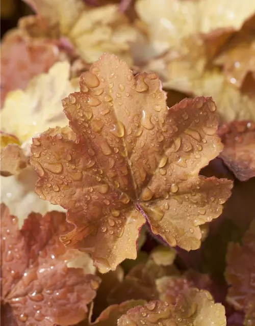 Heuchera villosa 'Caramel' -R-