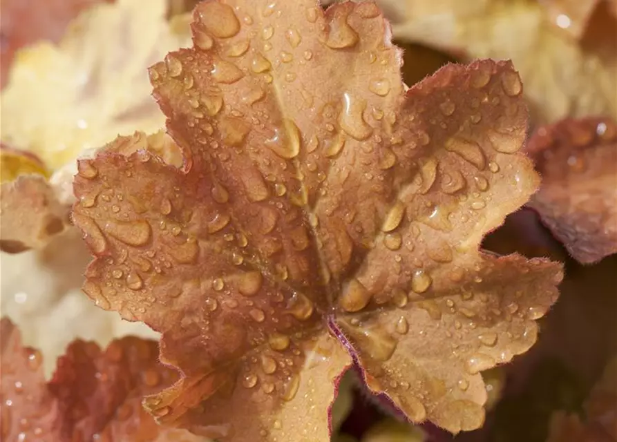 Heuchera villosa 'Caramel' -R-