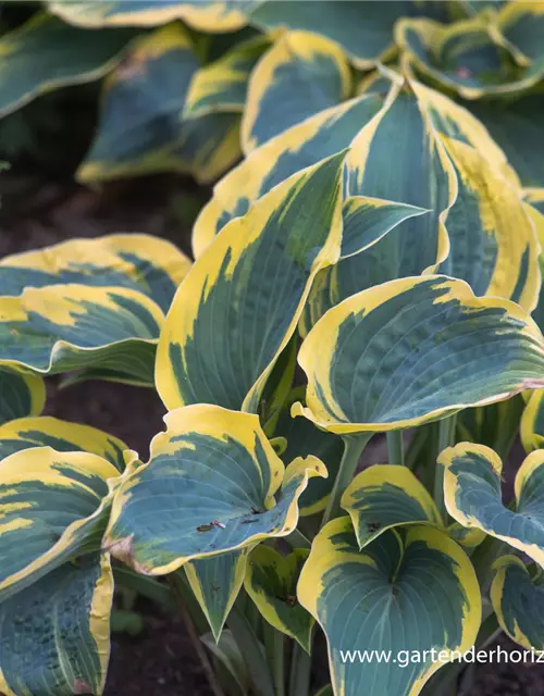 Hosta x tardiana 'First Frost'