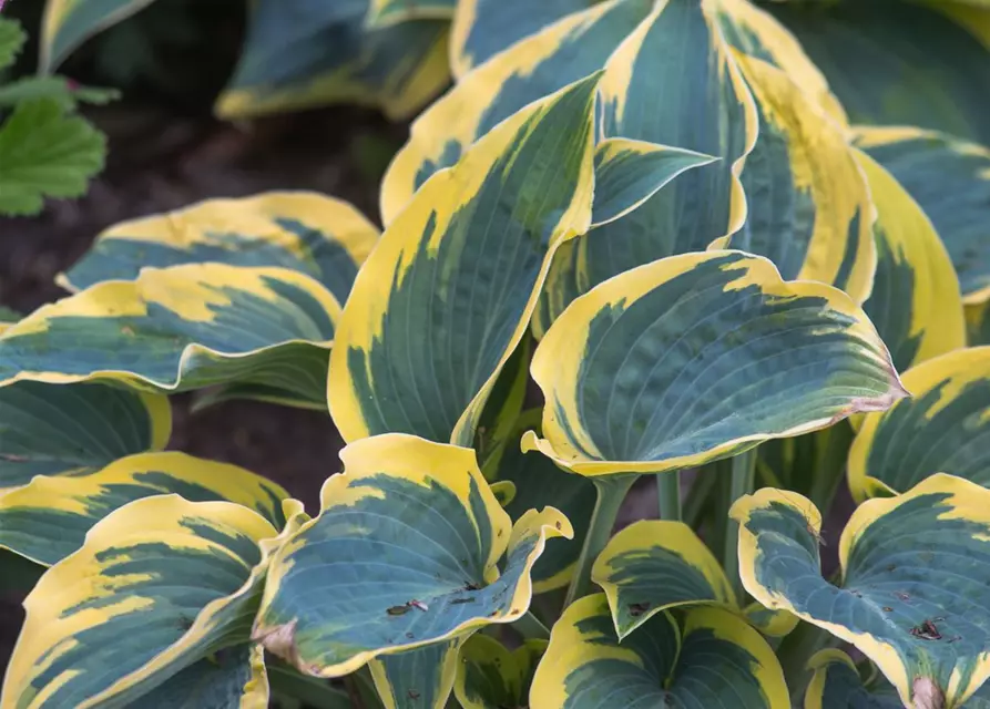 Hosta x tardiana 'First Frost'