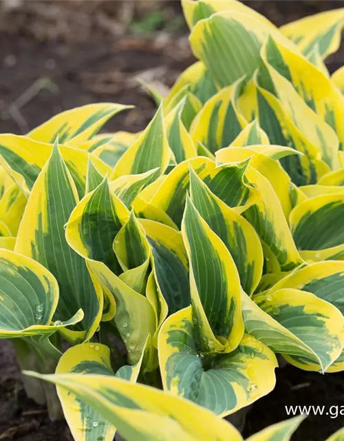 Hosta x tardiana 'First Frost'