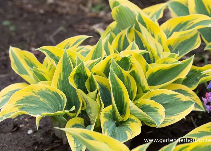 Hosta x tardiana 'First Frost'