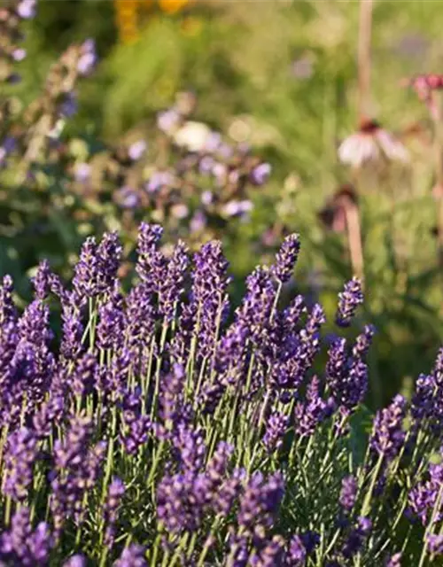 Lavandula angustifolia 'Early Hidcote'