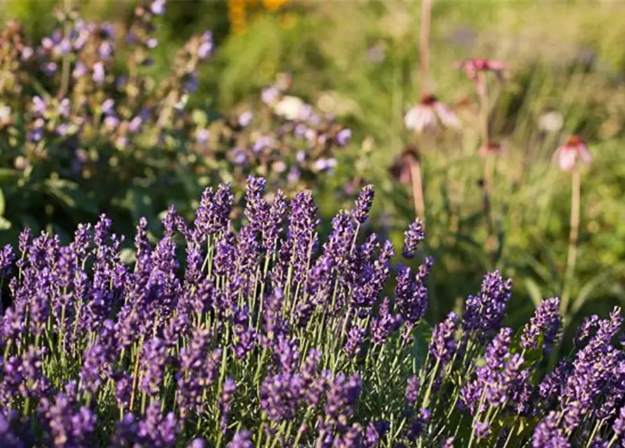 Lavandula angustifolia 'Early Hidcote'